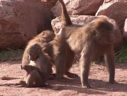 Baboons - HD & PAL Stock Footage