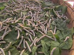 High Angle hand-held - Silkworms squirm inside a basket. / Malaysia Stock Footage