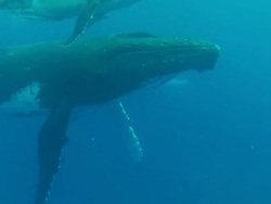 Baby Humpback Whale floating  at the surface with its mother Stock Footage