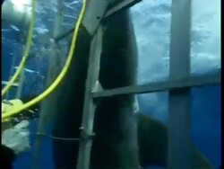 CU Great White Shark thrashing against shark cage, Mexico Stock Footage