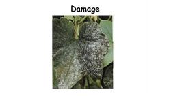 Shimon Steinberg: Natural pest control ... using bugs! Instructional Video