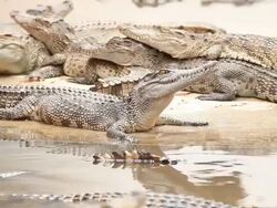 Crocodiles Stock Footage
