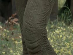 CU African Elephant, Loxodonta africana, body, Botswana, Africa Stock Footage