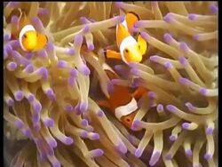 CU False Clownfish hiding in purple tipped Anemone, zooms out, Sipadan, Borneo, Malaysia Stock Footage