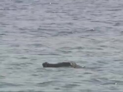 Medium Long Shot,  - A crocodile floats in a river Stock Footage