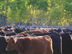 Cattle in Holding pen Stock Footage