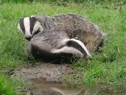 WS View of European badger pair sitting on grass / Calvados, Normandy, France Stock Footage