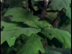 T/L - CU Oak leaf expansion, Insects causing frass on leaves Stock Footage