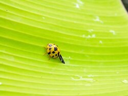 Ladybug Stock Footage