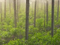 Sprinkler (Super Slow Motion) Stock Footage