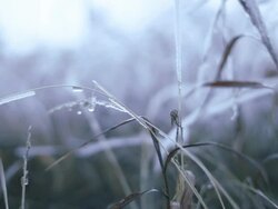 Frozen grass Stock Footage