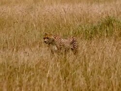 MS TS Cheetah walking right to left through grassland / Masai Mara, Kenya Stock Footage