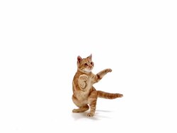 Red domestic kitten playing against white background, Slow motion Stock Footage