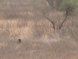 MS TS Honey badger walking through scrub   / Central Kalahari Game Reserve, Botswana Stock Footage