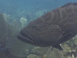 Black grouper (Mycteroperca bonaci) Roatan Island, Honduras  Stock Footage