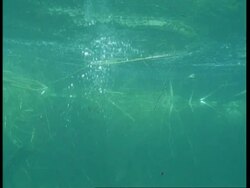 MS Underwater view of Uranoscodon lizard dropping in to water, swimming downwards then rising to surface, South America Stock Footage