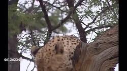 Cheetahs on a cheetah reserve in Namibia News Clip
