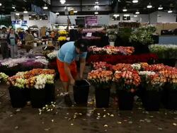 Sydney Flower Market Busy For Valentines Day Stock Footage