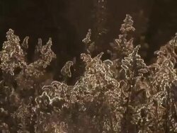 Prairie plants in wind backlit Stock Footage