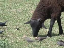 Sheep 4 - HD 1080/30f Stock Footage