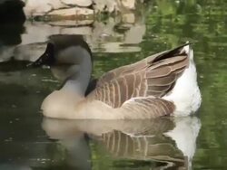 duck in lake Stock Footage