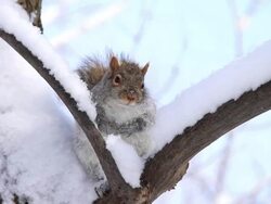 Snow squirrel Stock Footage
