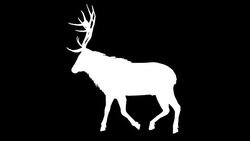 Stag Walk Silhouette (Loopable) Stock Footage