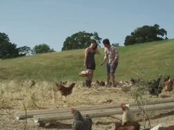 Chickens eating Stock Footage