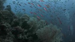 Slender Silverside, schooling, undersea, Raja Ampat, Indonesia Stock Footage
