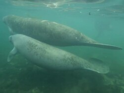 Manatee Stock Footage
