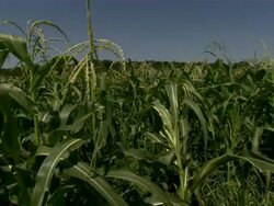 Slow pan of corn field. Stock Footage