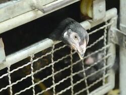 Chickens In The Cage Stock Footage