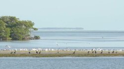 Flock of Birds on wetland in south Florida Stock Footage