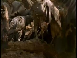 CU group of King Vultures, Sarcogyps calvus, with carcass, Bandhavgarh National Park, India Stock Footage