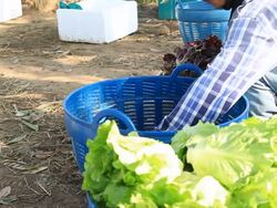 Farmers wash lettuce Stock Footage