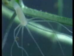 CU Hydra with trapped prey Stock Footage