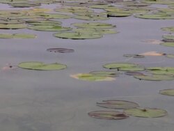 Lake, pond, clean water. Stock Footage