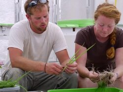MS SLO MO Shot of Young couple separating/sorting fresh onions in green house at organic farm  / Chatham, Michigan, United States Stock Footage
