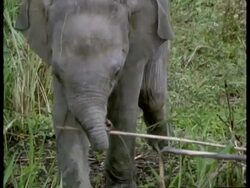 CU Indian Elephant, Elephas maximus, small baby walking to camera, India Stock Footage