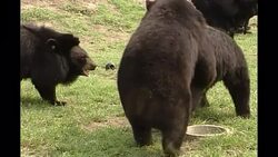 Moon Bear Sanctuary in China News Clip