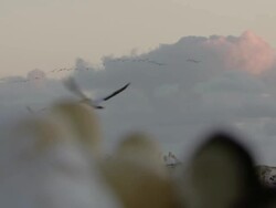 MS R/F Shot of Cape gannets nesting and preening on island at sunset / Namaqualand, Northern Cape, South Africa Stock Footage