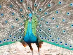 Peacock. Stock Footage