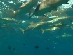 Silky shark with pilot fish good eye movement at camera, Saudi Arabia, Gulf  Stock Footage