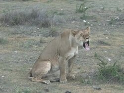 Lion Stretch Stock Footage