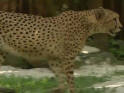 Pan Right Shot Cheetah Walking Jurong Singapore Stock Footage
