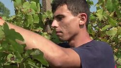 VOICED : Jobless Italians return to vineyards for News Clip