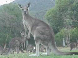 Grey Kangaroos Stock Footage