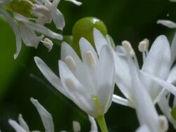 T/L Wild Garlic (Allium ursinum) flowering, United Kingdom, BCU Stock Footage
