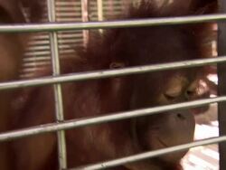 Orangutan looking through a cage and trying to open the lock Stock Footage