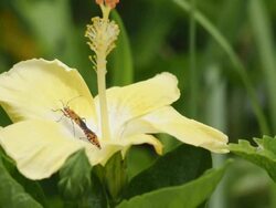 insect and flower Stock Footage